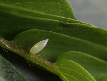 Little Yellow egg